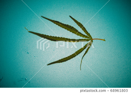 Five-finger hemp leaf on blue background with vignette Five-finger hemp leaf on blue background with vignette 68961803