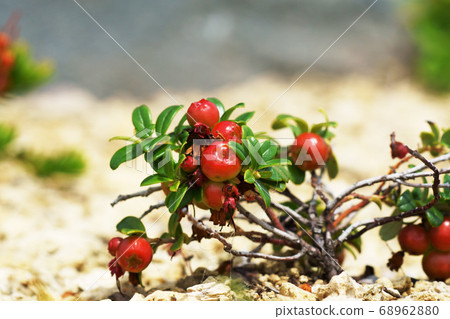 越橘紅色漿果 越橘紅色漿果 68962880