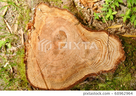 木曾柏樹樁 68962964