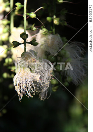 Sagaribana 1開花 68963172