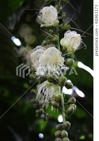 Sagaribana 2開花 68963173