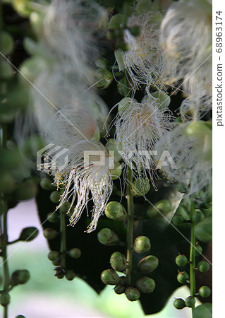 Sagaribana 3開花 68963174