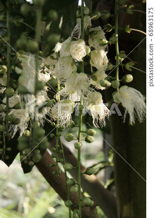 Sagaribana 4開花 68963175