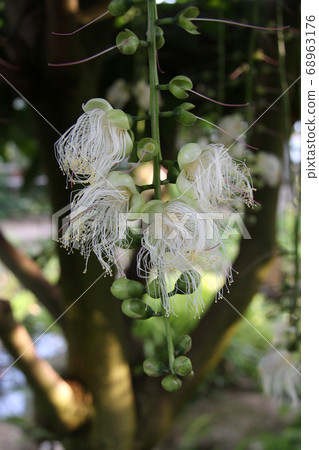 Sagaribana 5開花 68963176