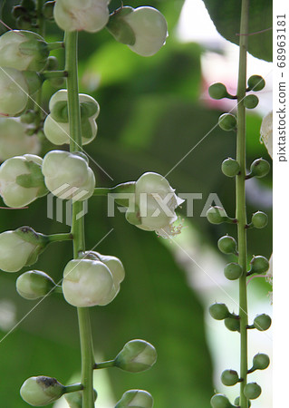 sagaribana的芽 68963181