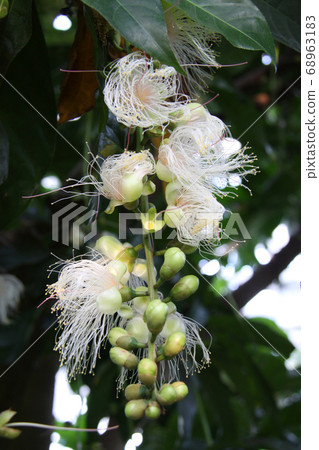 Sagaribana 10開花 68963183