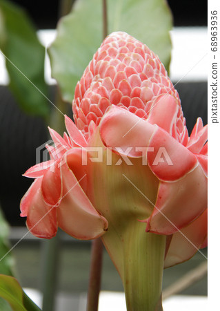 Torch ginger Torch ginger 68963936