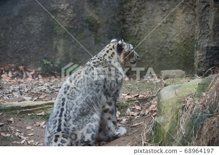 Snowy kid Snowy kid 68964197