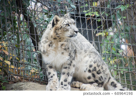 Sitting snow leopard 68964198