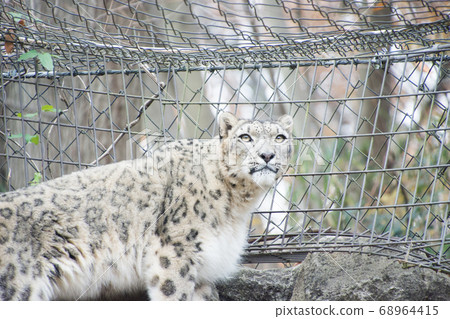 Snow leopard 68964415
