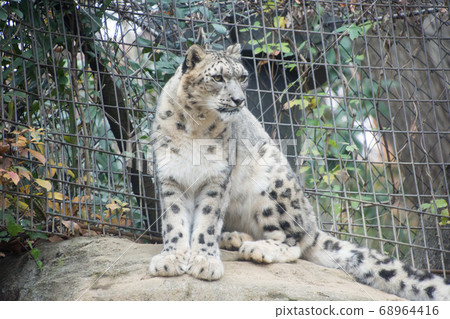 Sitting snow leopard 68964416