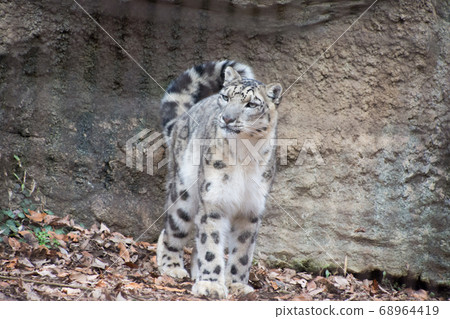Snow leopard 68964419