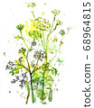 Dill blooming watercolor graphic on white 68964815