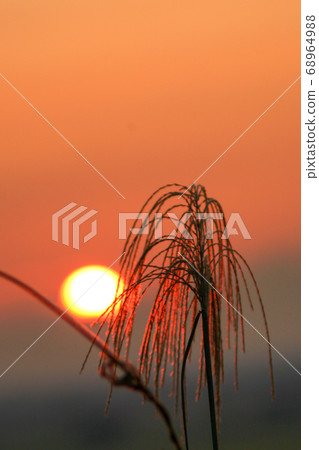 日本蒲葦在夕陽下燃燒 日本蒲葦在夕陽下燃燒 68964988