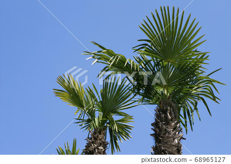 棕櫚與藍藍的天空背景 68965127