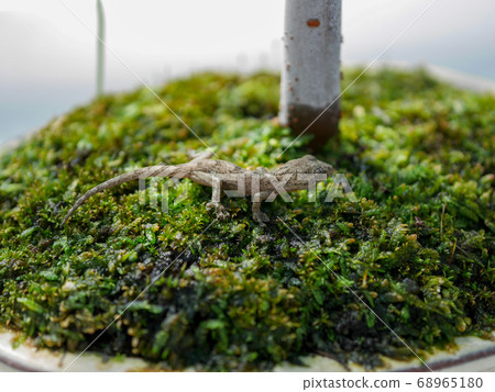 日本壁虎上青苔02 68965180