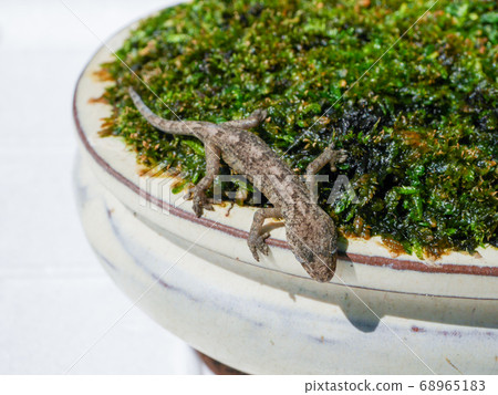 Japanese gecko on moss 05 Japanese gecko on moss 05 68965183