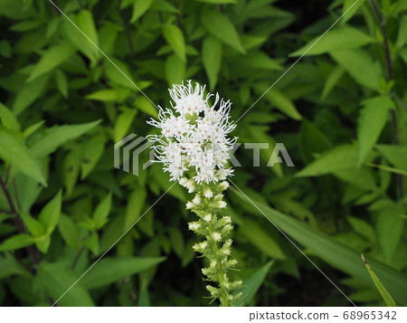 Realism Realism 68965342