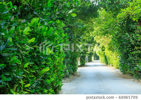 Fukugi tree lined in Okinawa_Bise village Fukugi tree lined in Okinawa_Bise village 68965709