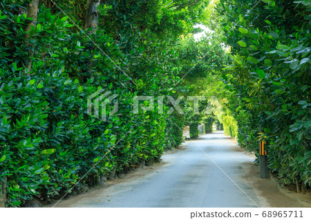Fukugi tree lined in Okinawa_Bise village Fukugi tree lined in Okinawa_Bise village 68965711