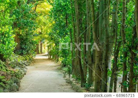 Fukugi tree lined in Okinawa_Bise village 68965715