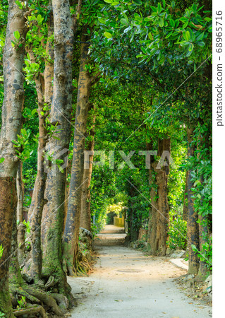 Fukugi tree lined in Okinawa_Bise village 68965716