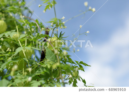 富森克魯茲 富森克魯茲 68965910