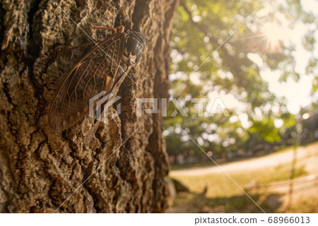 Semi stopping in trees Semi stopping in trees 68966013