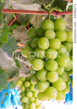 閃耀馬斯喀特 68966272