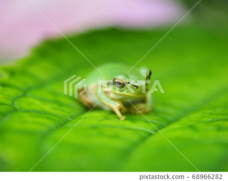 樹蛙在雨季等待下雨 樹蛙在雨季等待下雨 68966282