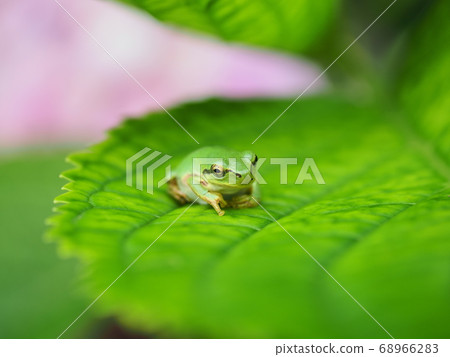 樹蛙在雨季等待下雨 樹蛙在雨季等待下雨 68966283
