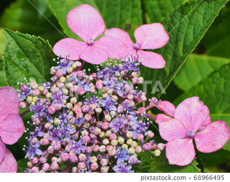 Insects gather in hydrangea in full bloom during the rainy season 68966495