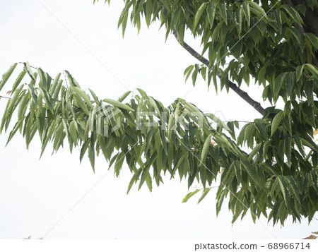 Zelkova leaves withered by strong sunlight Zelkova leaves withered by strong sunlight 68966714