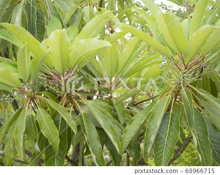 Yuzuriha, a sacred tree used for Shinto shrines 68966715