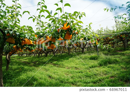A pear tree wrapped like a bag of yellow flowers 68967011