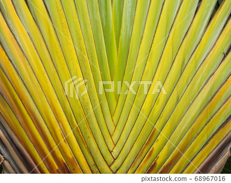 Palm leaves - Singapore 68967016