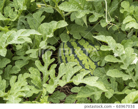 Watermelon fruit visible through the gap covered with leaves Watermelon fruit visible through the gap covered with leaves 68967038