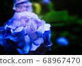  hydrangea 68967470