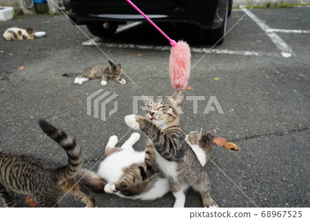 流浪貓父母和孩子與貓一起玩 流浪貓父母和孩子與貓一起玩 68967525