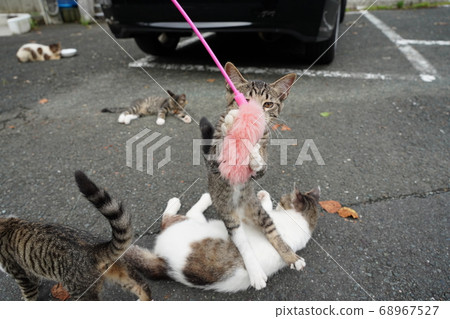 流浪貓父母和孩子與貓一起玩 流浪貓父母和孩子與貓一起玩 68967527