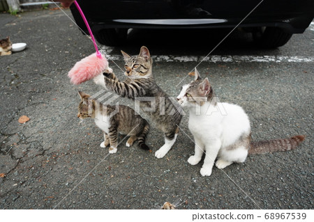 Stray cat parent and child playing together with cats 68967539