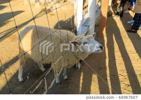 神戶動物王國羊 68967607