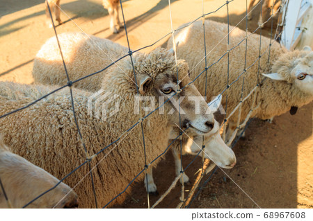 神戶動物王國羊 神戶動物王國羊 68967608