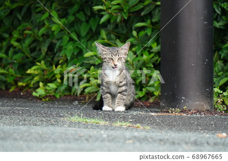Stray kitten crying away from her mother 68967665