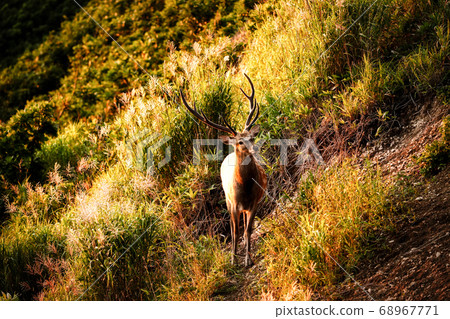 晚上的梅花鹿 68967771