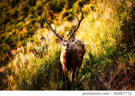 晚上的梅花鹿 68967772