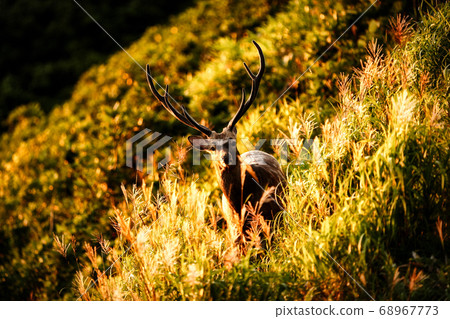 晚上的梅花鹿 68967773