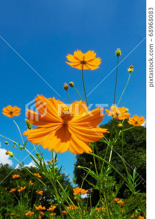 Kibana Cosmos August extending to the blue sky in midsummer 68968083