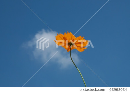 Kibana cosmos flower growing towards the midsummer sun and blue sky August 68968084