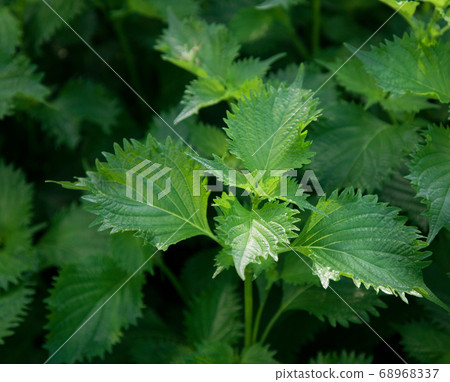 Blue shiso leaf Blue shiso leaf 68968337